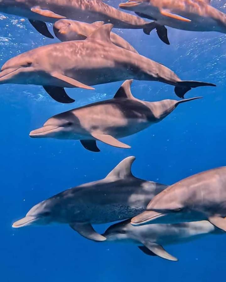 Mnemba Island Tour