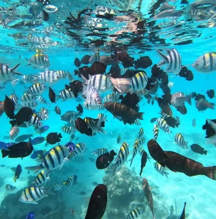 Mnemba Island